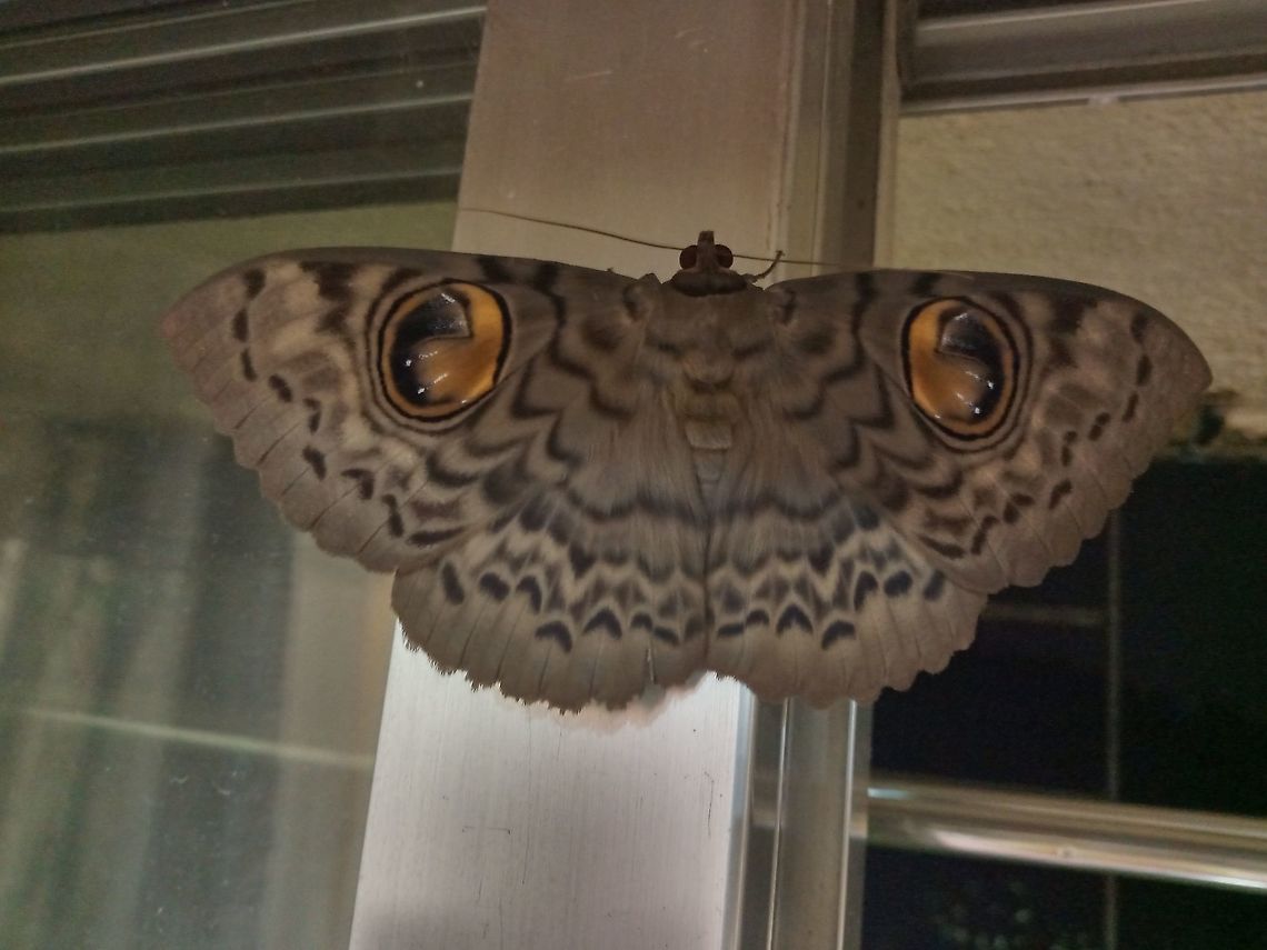 Owl moth Owl month in Mumbai Vikhroli east suburbs pirojshanagar. Erebus macrops,Indian Owl Moth