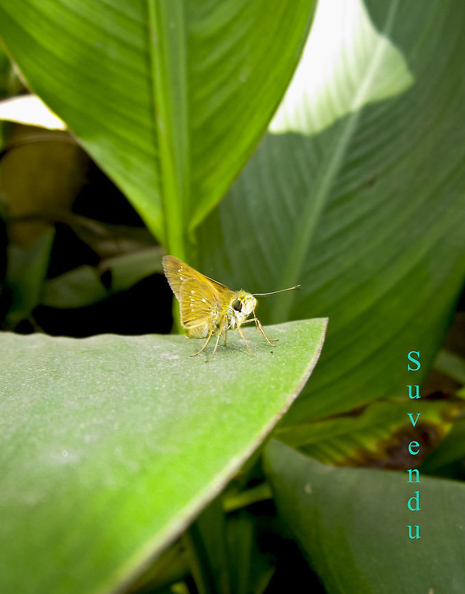 Large Branded Swift  Large Branded Swift,Pelopidas subochracea