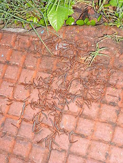 Large amount of Brown centipedes