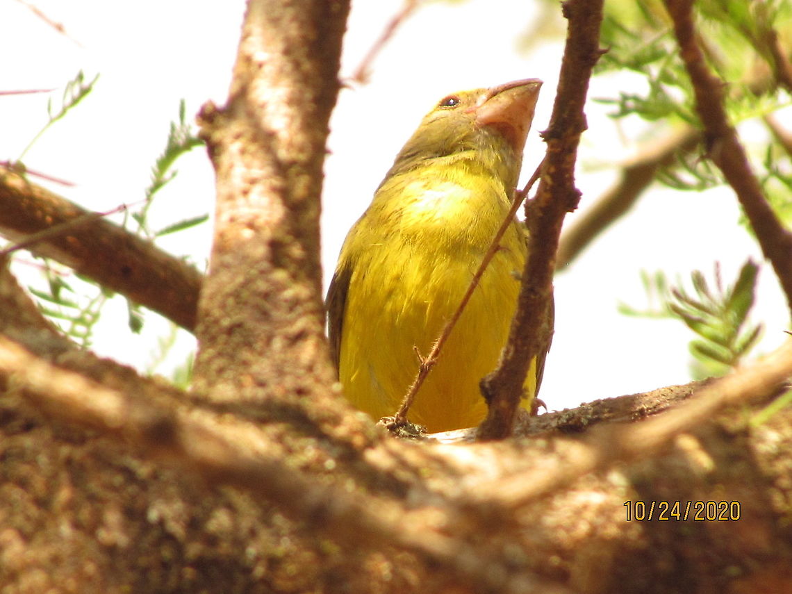 Southern Grosbeak Canary, Kenya Dry country bird with a beautiful thick bill and a golden yellow body.. Found Eastern part of Kenya near Kitui town.  Crithagra buchanani,Southern grosbeak-canary