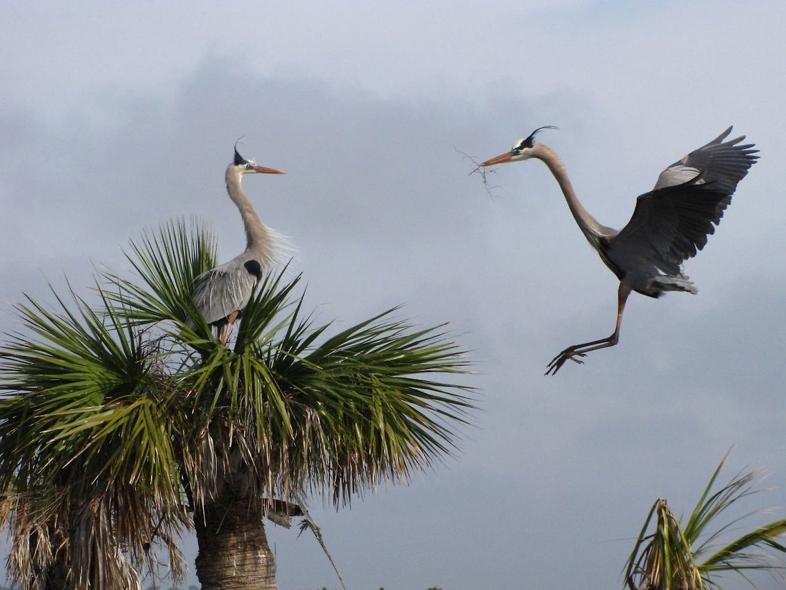 Blue Herons Nesting  Ardea herodias,Great Blue Heron
