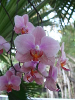 Pink flowers closeup A closeup of unidentified pink flowers. Flora,Flowers