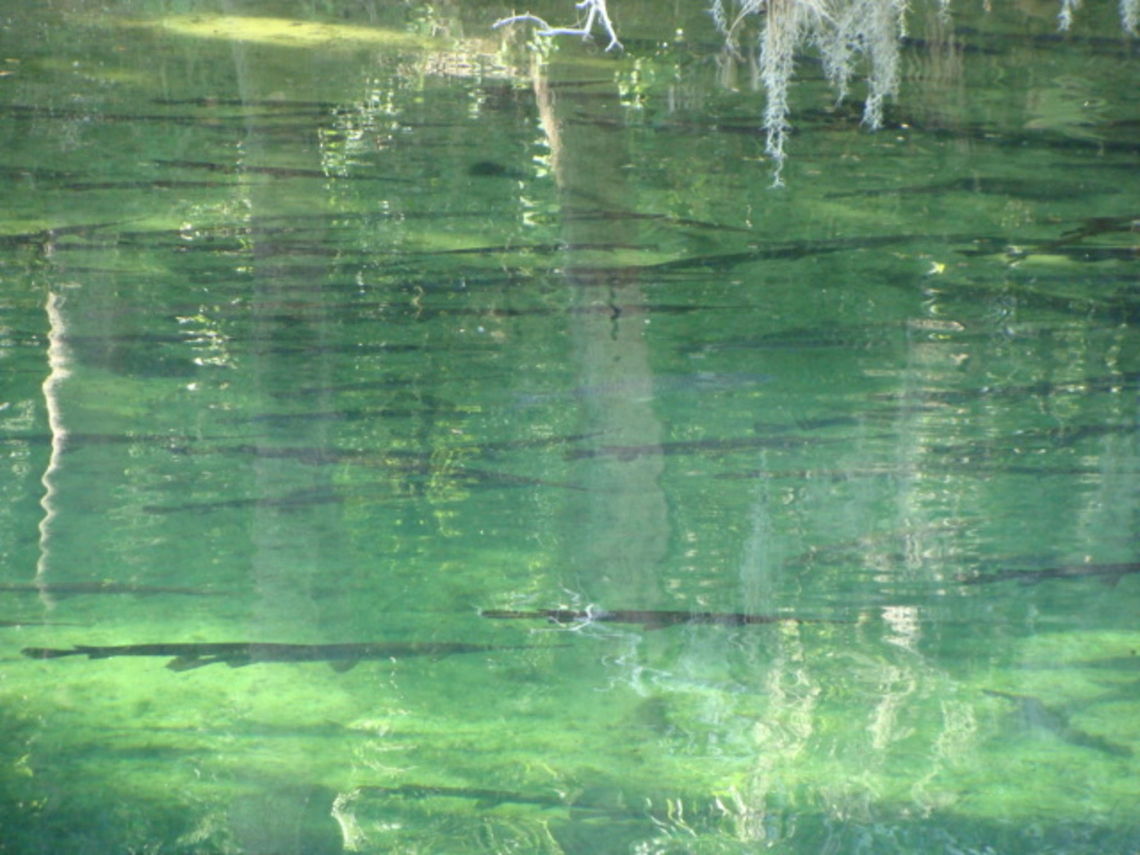 Alligator Gar Alligator aquarium. Alligator,Alligator gar,Atractosteus spatula