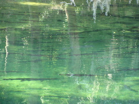 Alligator Gar Alligator aquarium. Alligator,Alligator gar,Atractosteus spatula
