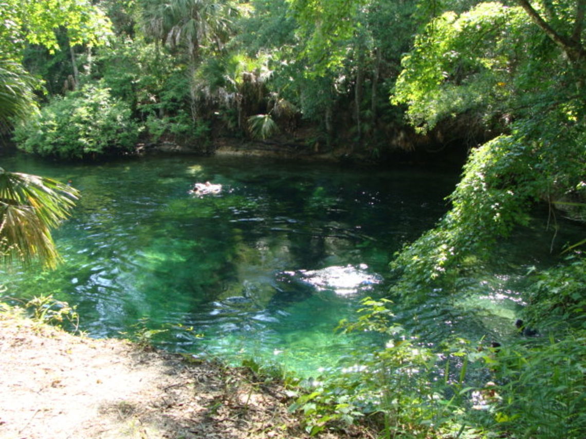 Blue Springs A blue greenish spring. Blue,Blue springs,Florida