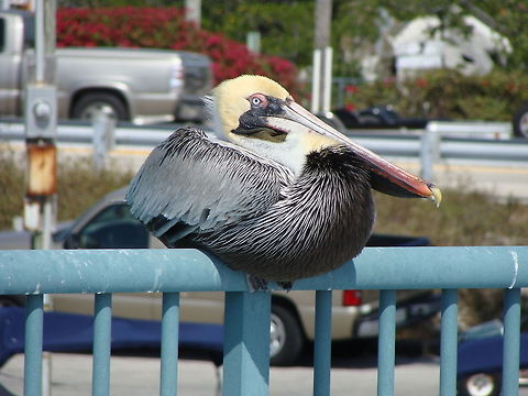 Pelican A Pelican that is not exactly starving sits on a hench in the harbor in Key West. Birds,Brown Pelican,Pelecanus occidentalis,Pelican