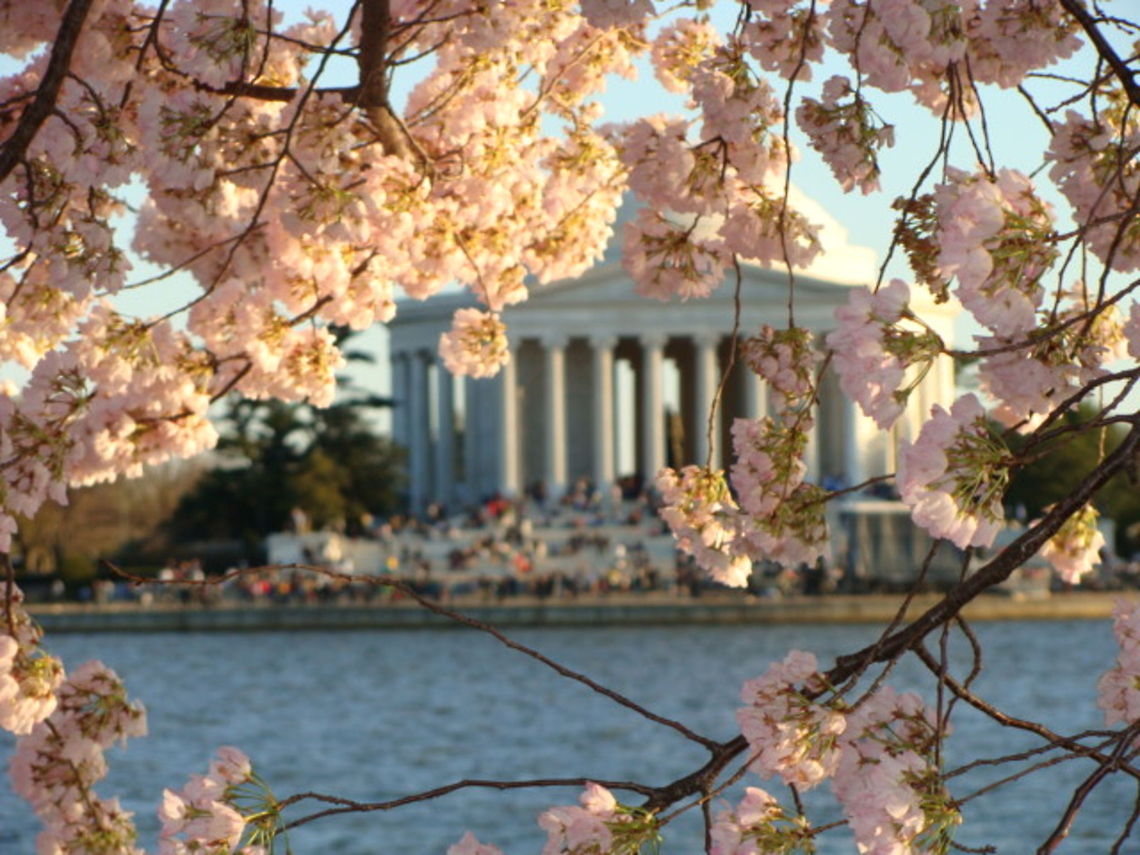 Cherry Blossoms and the Jefferson Memorial White pink cherry blossoms decorate the Jefferson Memorial. Cherry Blossoms,Geotagged,Jefferson Memorial,United States