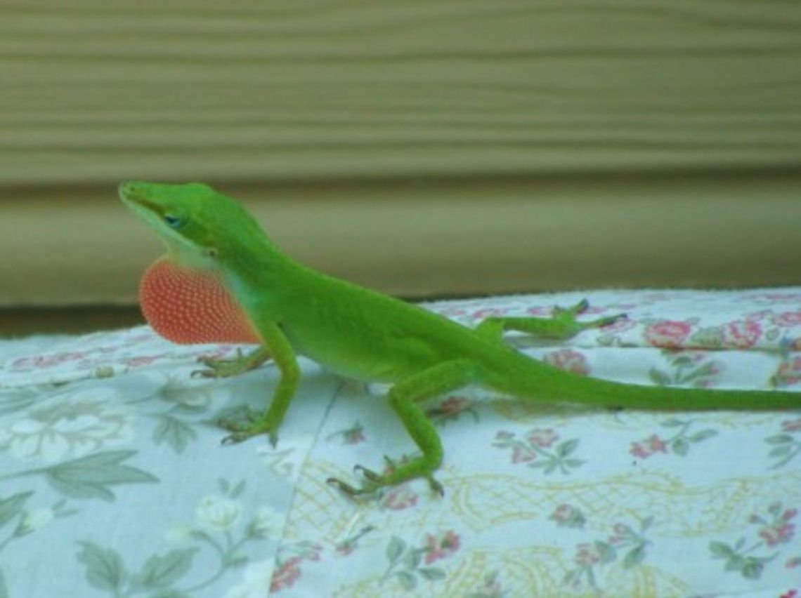 Anolis Carolinesis  Anolis Carolinesis,Anolis carolinensis,Geotagged,United States