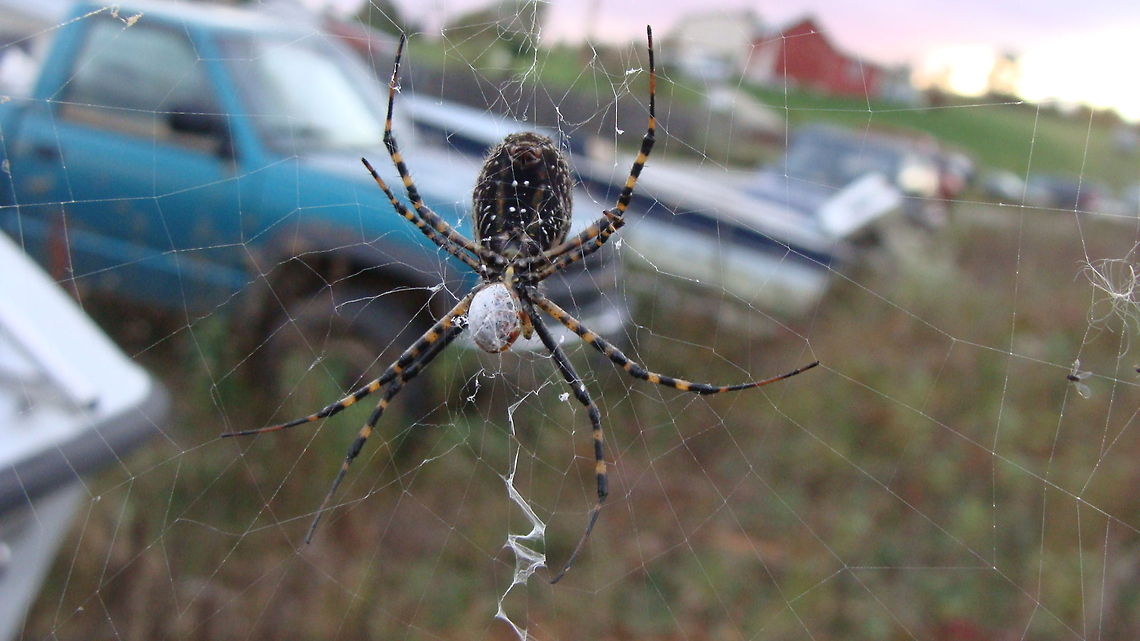 Argiope trifasciata  Argiope trifasciata,Geotagged,United States