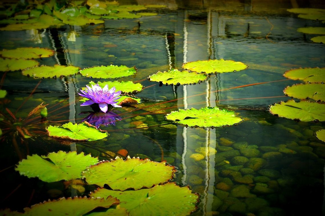 Lily Pads  Geotagged,United States