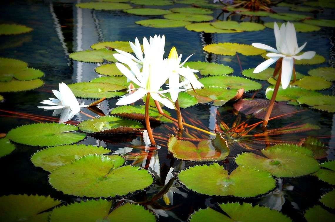 Beauty in all its forms  Geotagged,United States