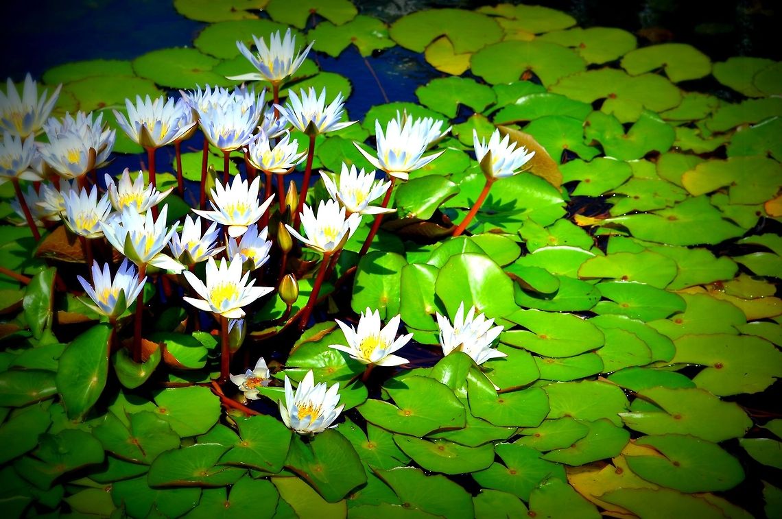 Water Lillies  Geotagged,Nymphaea odorata,United States,Water lilies