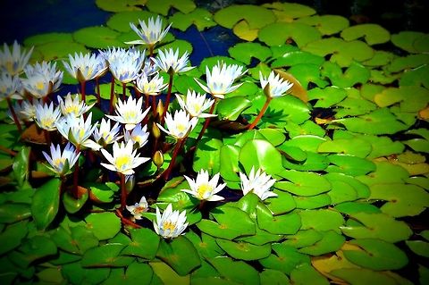 Water Lillies  Geotagged,Nymphaea odorata,United States,Water lilies