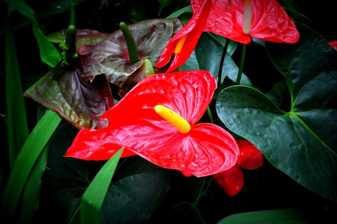 Red Anthurium Andraeanum  A. andraeanum,Anthurium Andraeanum,Geotagged,United States