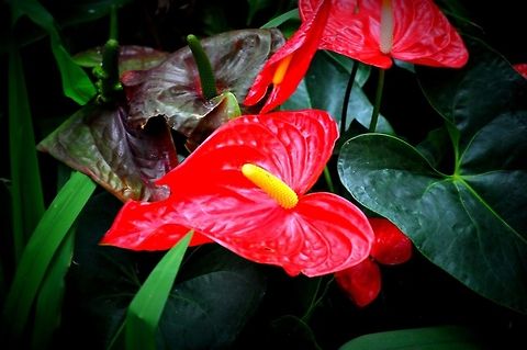 Red Anthurium Andraeanum  A. andraeanum,Anthurium Andraeanum,Geotagged,United States