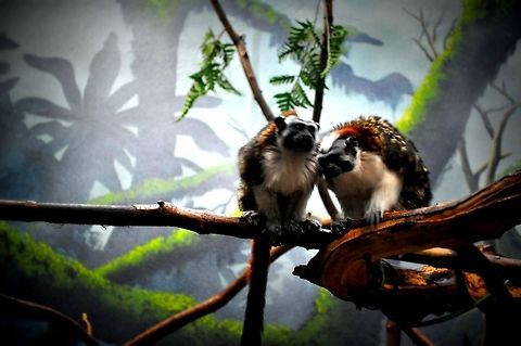 Ninja Monkeys  Geoffroys tamarin,Geotagged,Saguinus geoffroyi,United States