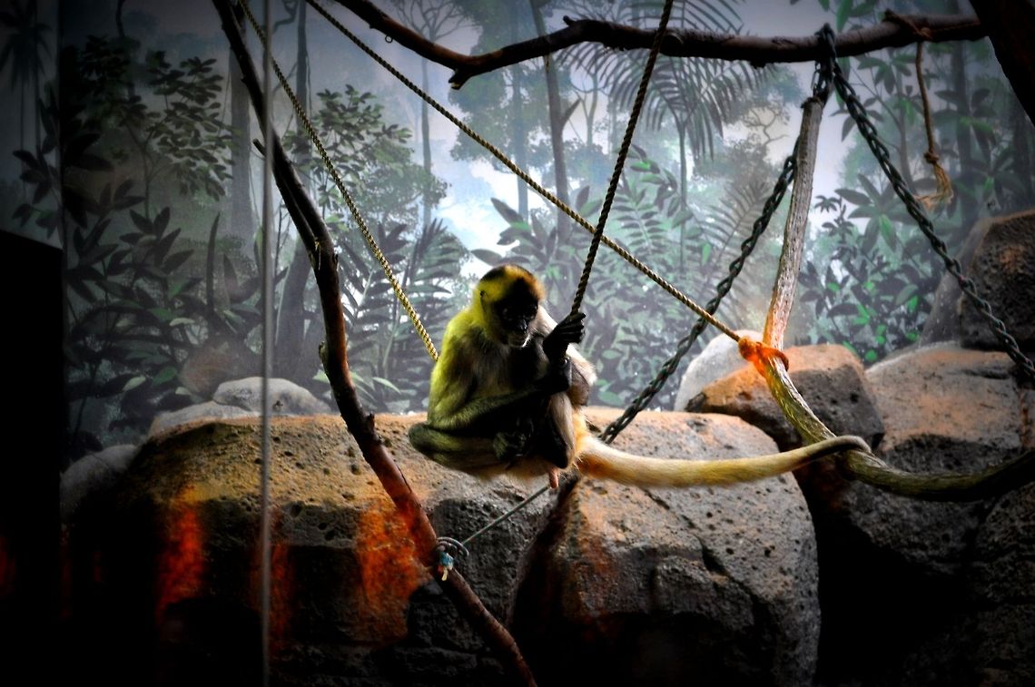 Monkey-ing Around  Geotagged,United States,monkey