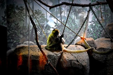 Monkey-ing Around  Geotagged,United States,monkey