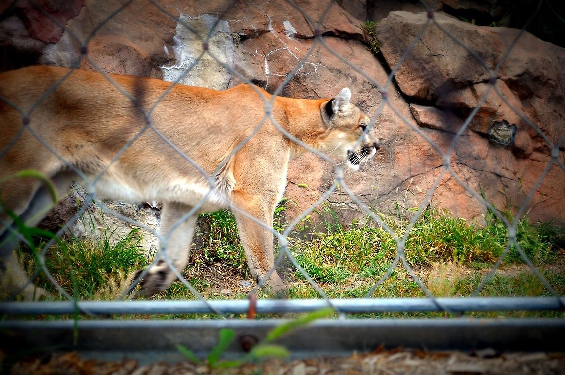 For the love of Cougar  Cougar,Geotagged,Puma concolor,United States