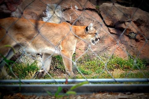 For the love of Cougar  Cougar,Geotagged,Puma concolor,United States