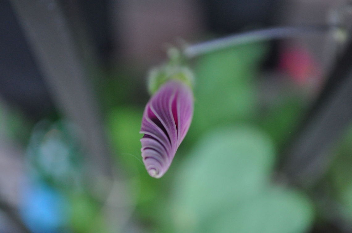 Morning Spirals  Geotagged,United States