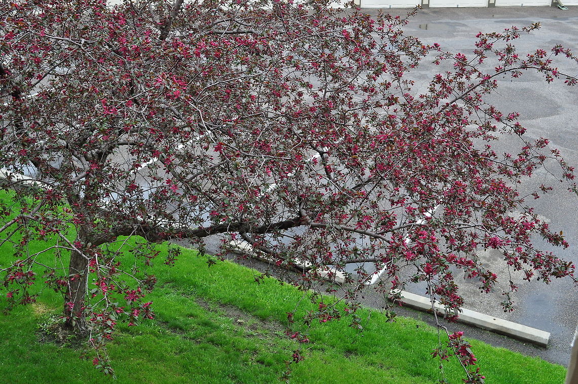 Tree Blossoms  Geotagged,United States,blossoms,tree