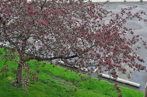 Tree Blossoms  Geotagged,United States,blossoms,tree