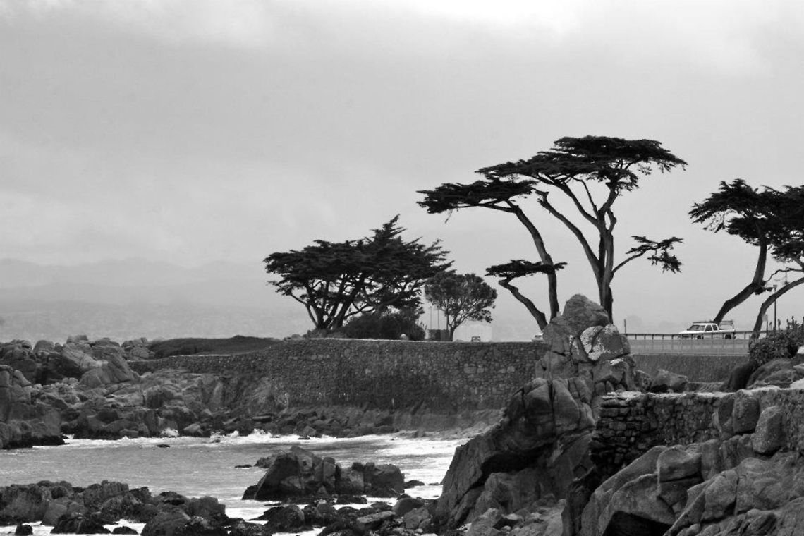 California Coastline By the ocean in California. We were there for a conference and were able to take some photos along the way. California,ocean,trees