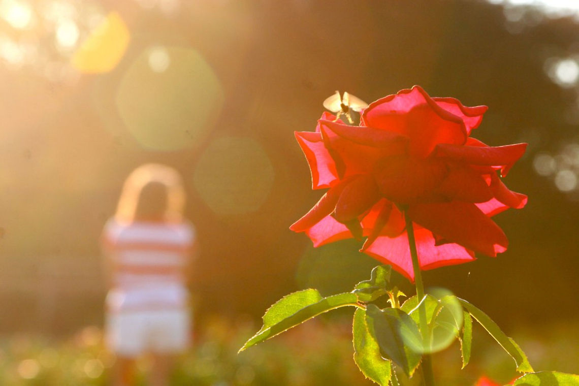 Rose and the Bee