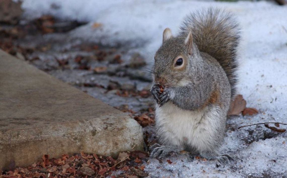 Long Winter Break  Eastern gray squirrel,Sciurus carolinensis,Squirrel