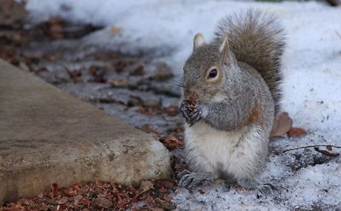 Long Winter Break  Eastern gray squirrel,Sciurus carolinensis,Squirrel