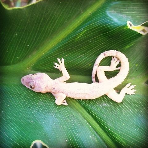 Lizard Gecko - Hemidactylus sp. Geotagged,United States