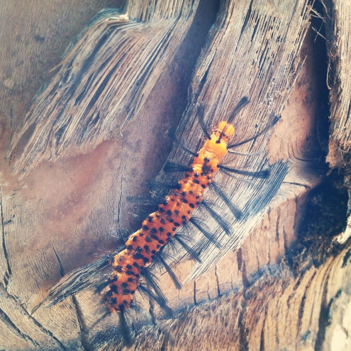 Creepy Crawly  Geotagged,Polka-Dot Wasp Moth,Syntomeida epilais,United States