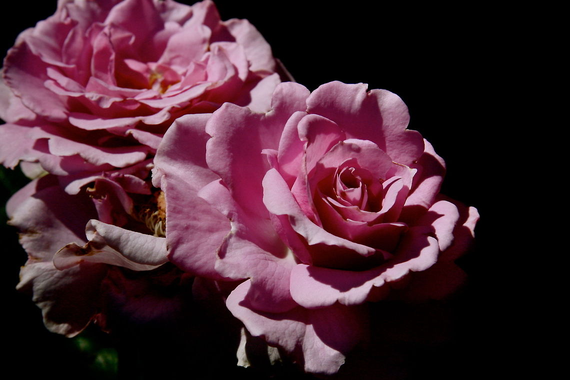 Roses  Geotagged,United States