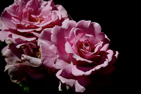 Roses  Geotagged,United States