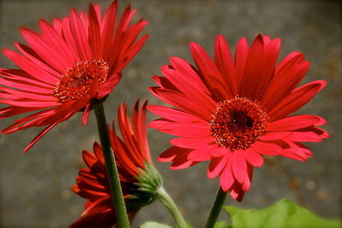 Gerbera Daisies  Barberton daisy,Gerbera jamesonii