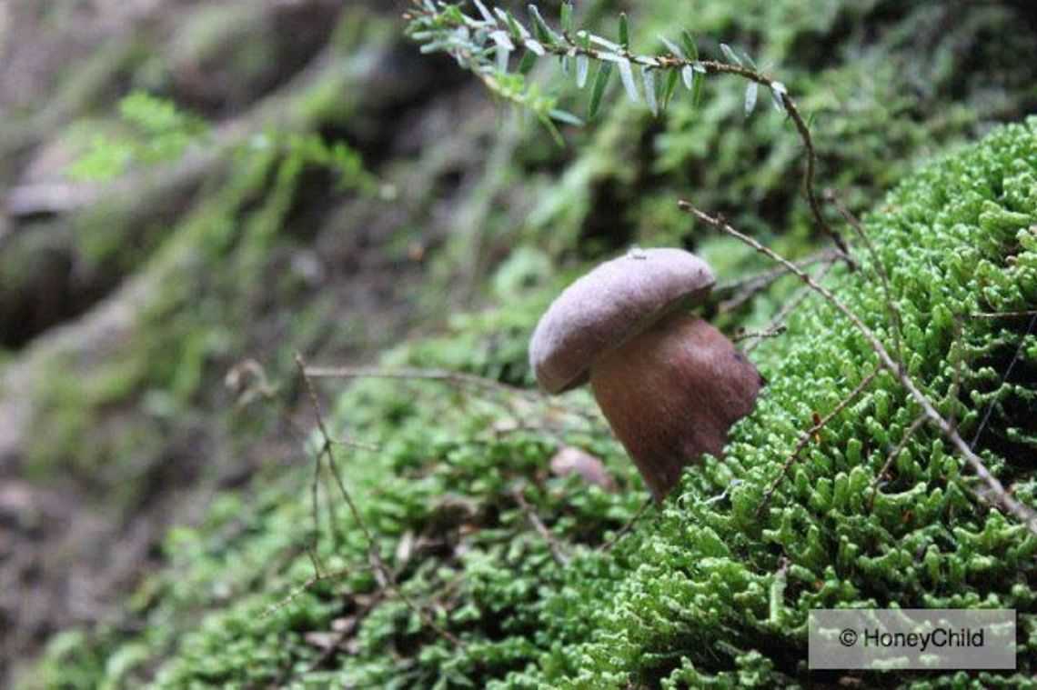 The Mini Mushroom  Geotagged,United States