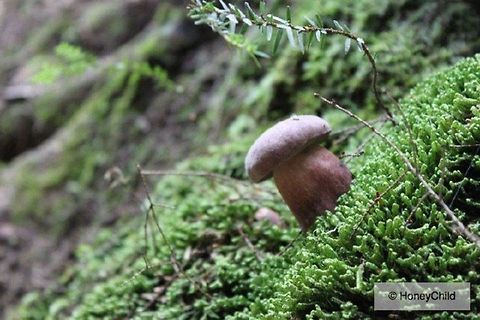 The Mini Mushroom  Geotagged,United States