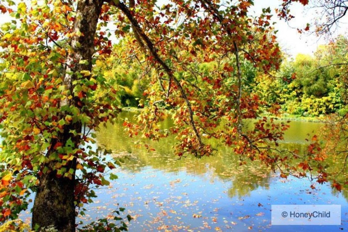 Fall by the River This was taken on the Olentangy Trail in Columbus, Ohio last fall. River,columbus,fall,leaves,ohio
