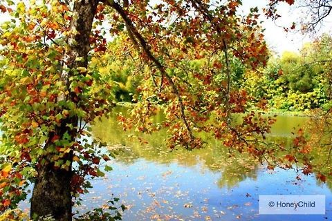 Fall by the River This was taken on the Olentangy Trail in Columbus, Ohio last fall. River,columbus,fall,leaves,ohio
