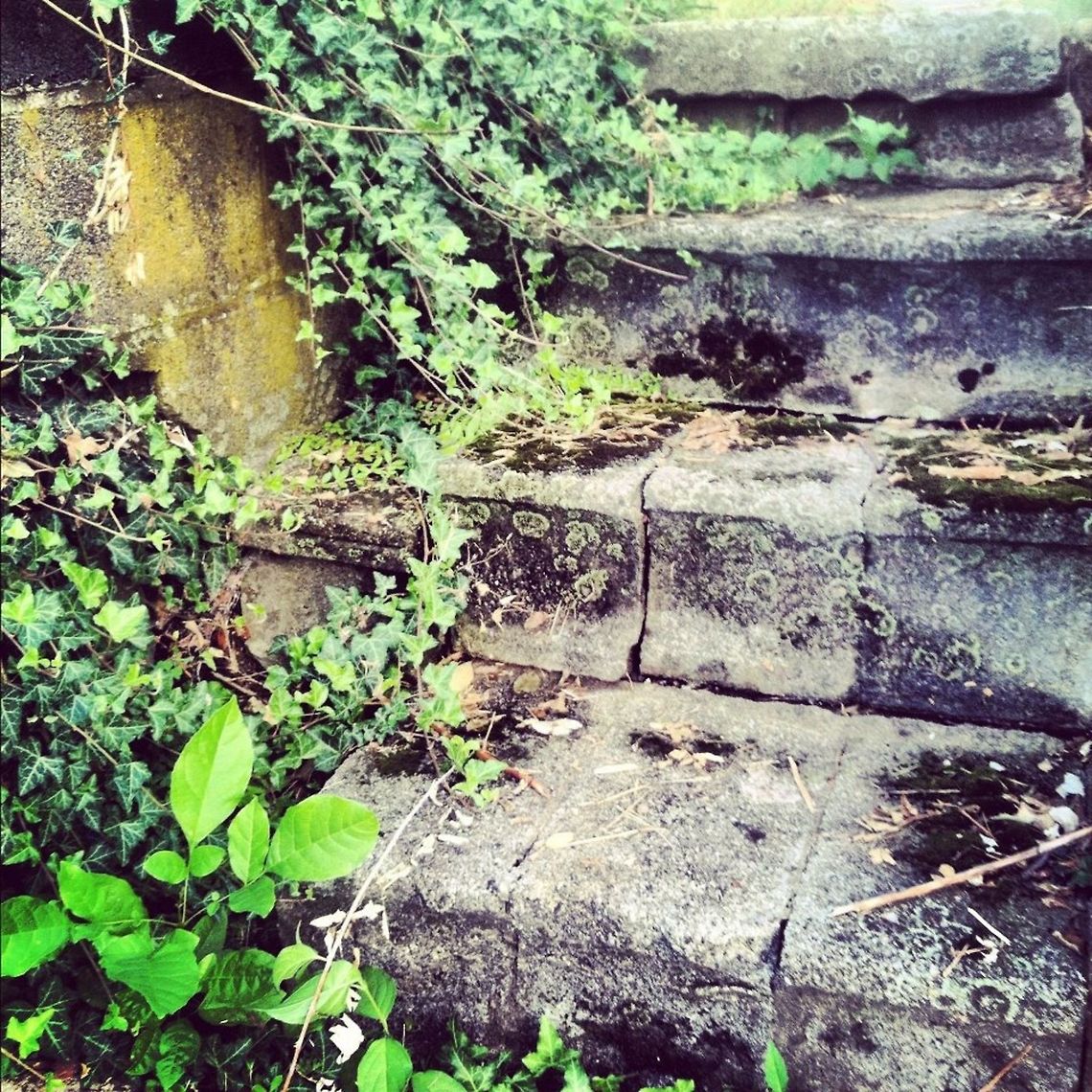 Creeping up the Stairs  Geotagged,Hedera helix,United States