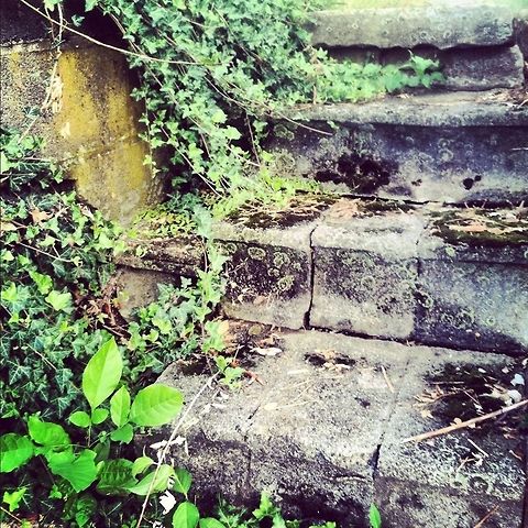 Creeping up the Stairs  Geotagged,Hedera helix,United States