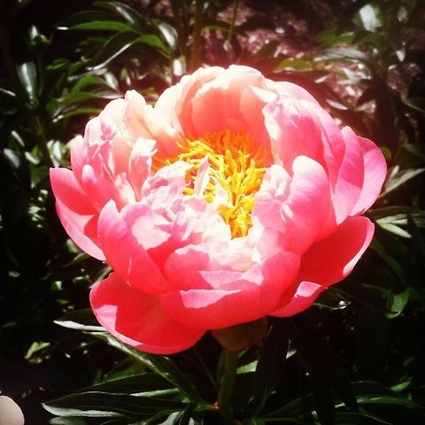 Pink Flower on Campus  Paeonia lactiflora