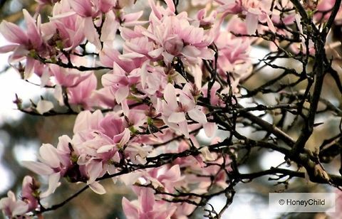Pink Blooms