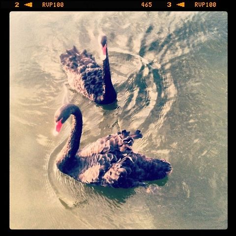 Black Swans This was taken around Canton, Ohio this summer. Black Swan,Cygnus atratus,aquatic birds,lake,water