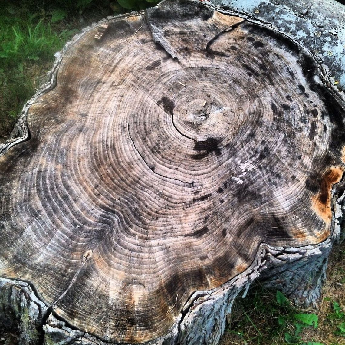 Stumped  dead,ohio,stump,tree