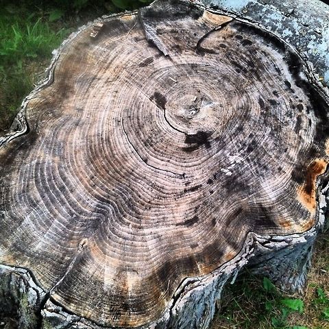 Stumped  dead,ohio,stump,tree