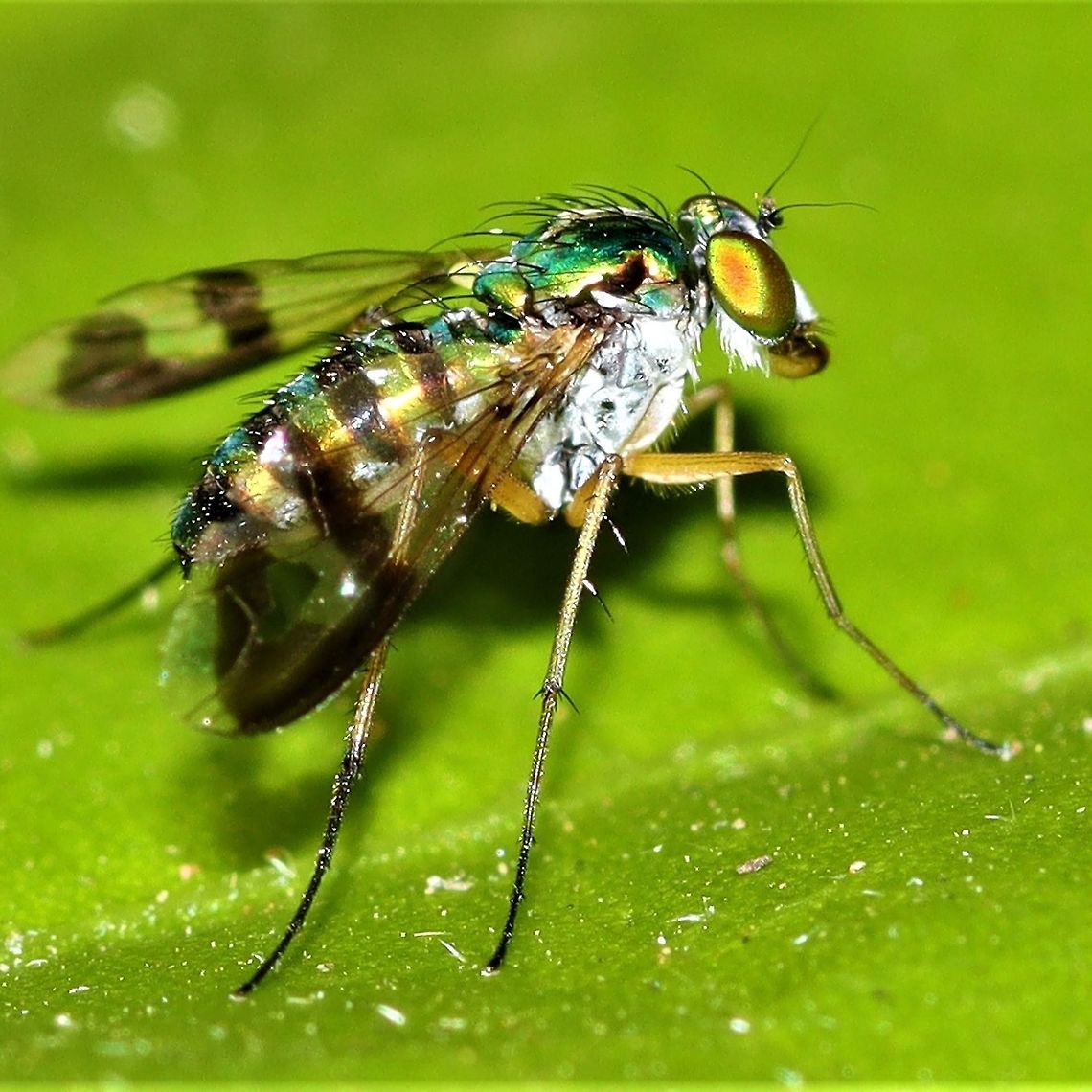 IMG_20201130_171541_821  Australia,Geotagged