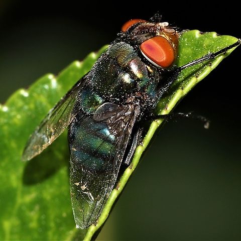 IMG_20201201_053856_941  Australia,Geotagged