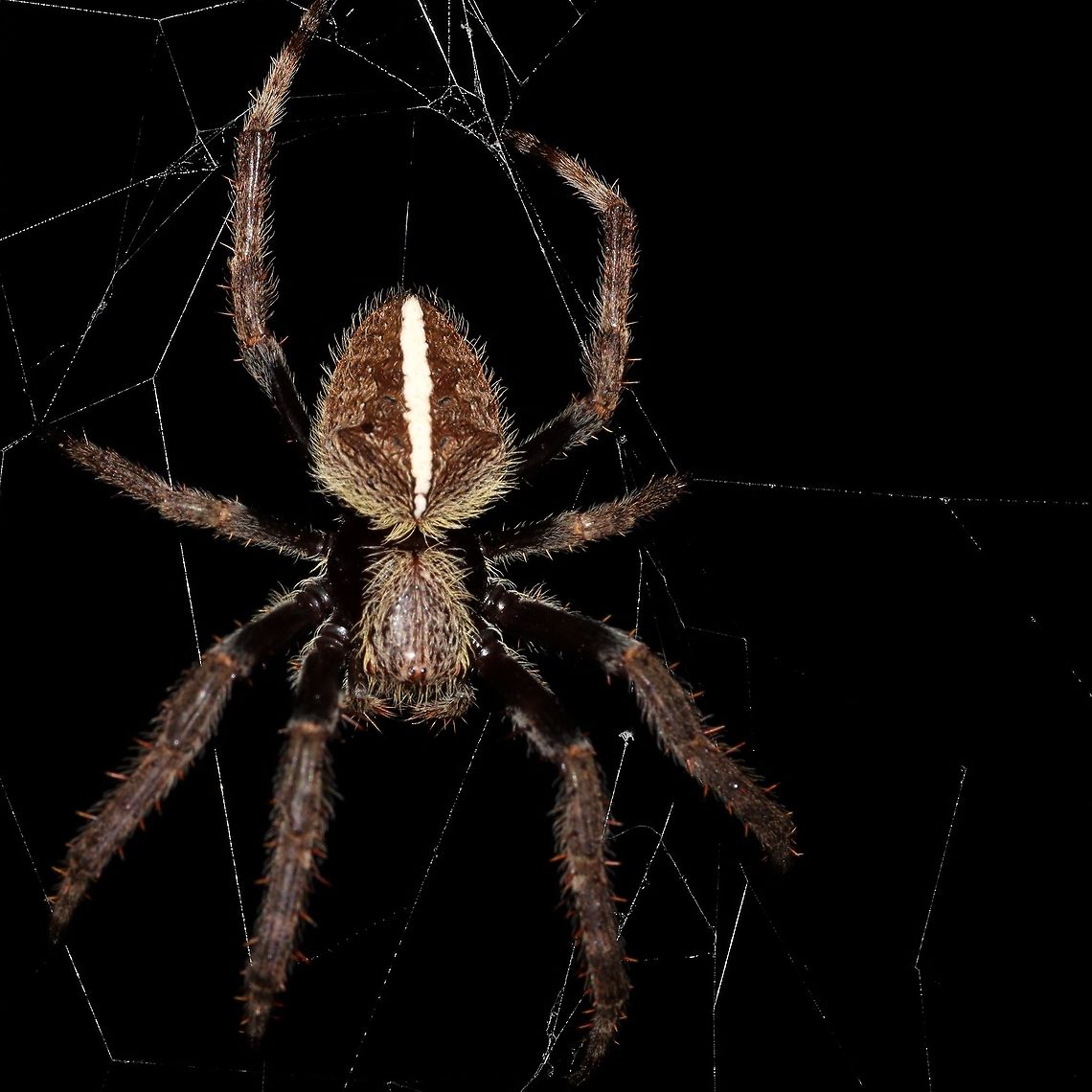 Australian garden orb weaver spider Found this guy, in my backyard.<br />
Its a night shot Australian garden orb weaver spider,Eriophora transmarina